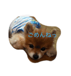ポメのレオンだよ（個別スタンプ：6）