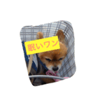 ポメのレオンだよ（個別スタンプ：7）