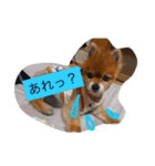 ポメのレオンだよ（個別スタンプ：8）