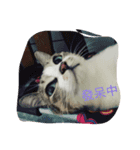 Do you like me？（個別スタンプ：1）