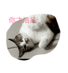 Do you like me？（個別スタンプ：2）
