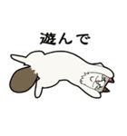 悟り猫3（個別スタンプ：11）