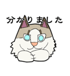 悟り猫3（個別スタンプ：17）