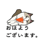 悟り猫3（個別スタンプ：31）