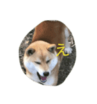 柴犬あんず（個別スタンプ：10）