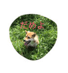 柴犬あんず（個別スタンプ：12）