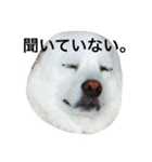 今日もらおうまる。（個別スタンプ：1）