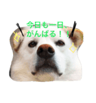 今日もらおうまる。（個別スタンプ：2）