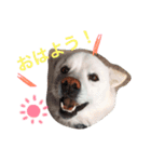 今日もらおうまる。（個別スタンプ：3）