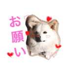 今日もらおうまる。（個別スタンプ：6）