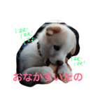 今日もらおうまる。（個別スタンプ：8）