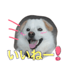 今日もらおうまる。（個別スタンプ：11）