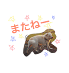今日もらおうまる。（個別スタンプ：17）