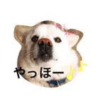 今日もらおうまる。（個別スタンプ：21）