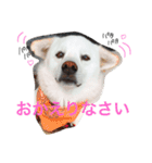 今日もらおうまる。（個別スタンプ：22）