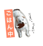 今日もらおうまる。（個別スタンプ：24）