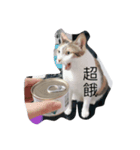 s'cats（個別スタンプ：1）