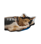 s'cats（個別スタンプ：2）