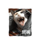 s'cats（個別スタンプ：3）