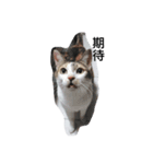 s'cats（個別スタンプ：4）