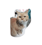 s'cats（個別スタンプ：5）