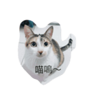 s'cats（個別スタンプ：6）