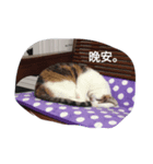 s'cats（個別スタンプ：7）