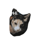 s'cats（個別スタンプ：8）