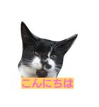 devilish kitty（個別スタンプ：1）