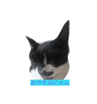 devilish kitty（個別スタンプ：3）
