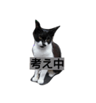 devilish kitty（個別スタンプ：4）
