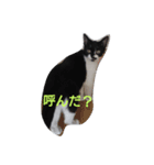 devilish kitty（個別スタンプ：5）