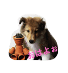 シェルティーs（個別スタンプ：1）
