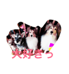 シェルティーs（個別スタンプ：3）