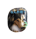 シェルティーs（個別スタンプ：4）