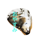 シェルティーs（個別スタンプ：5）
