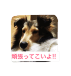 シェルティーs（個別スタンプ：7）