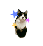 猫のさえじま（個別スタンプ：1）