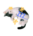 猫のさえじま（個別スタンプ：2）