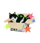 猫のさえじま（個別スタンプ：3）