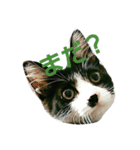 猫のさえじま（個別スタンプ：4）