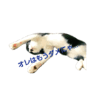 猫のさえじま（個別スタンプ：5）