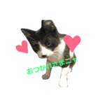 猫のさえじま（個別スタンプ：6）
