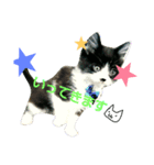 猫のさえじま（個別スタンプ：8）