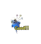 budgerigar-Message（個別スタンプ：1）