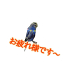 budgerigar-Message（個別スタンプ：2）