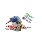 budgerigar-Message（個別スタンプ：3）