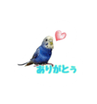 budgerigar-Message（個別スタンプ：4）