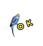 budgerigar-Message（個別スタンプ：5）