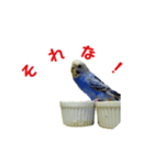 budgerigar-Message（個別スタンプ：6）